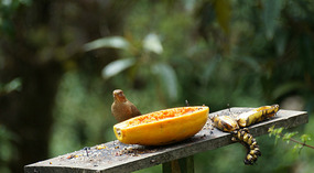 Paraiso Quetzal6