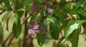 Paraiso Quetzal7