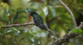 Paraiso Quetzal8