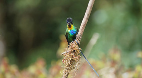 Paraiso Quetzal9
