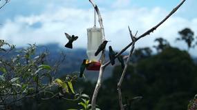 Video Paraiso Quetzal1