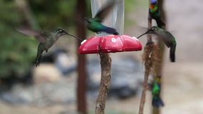 Video Paraiso Quetzal2
