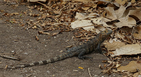 Isla Iguana18
