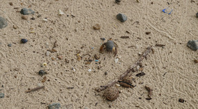 Isla Iguana2