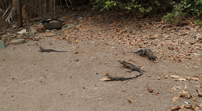Isla Iguana21
