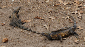 Isla Iguana23
