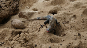 Isla Iguana24