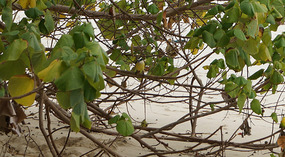 Isla Iguana25