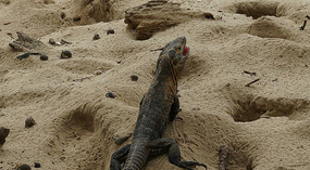 Isla Iguana27
