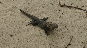 Isla Iguana28