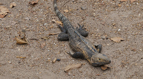 Isla Iguana3