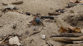 Isla Iguana7