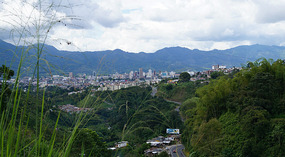 Pereira1