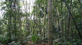 Jadin Botanico11