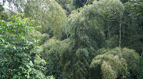 Jadin Botanico13