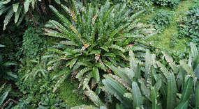 Jadin Botanico16