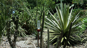 Jadin Botanico23