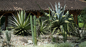 Jadin Botanico24