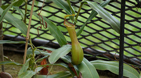 Jadin Botanico25