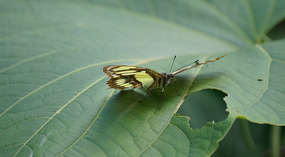 Jadin Botanico30