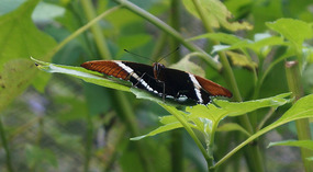 Jadin Botanico31
