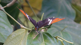 Jadin Botanico32