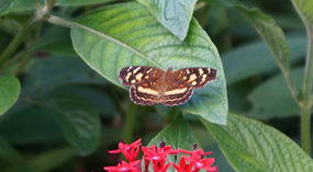 Jadin Botanico37