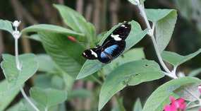 Jadin Botanico38