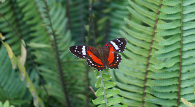 Jadin Botanico39