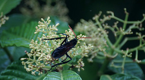 Jadin Botanico4