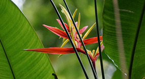 Jadin Botanico9