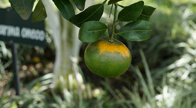 Kallee Finca1