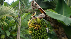 Kallee Finca11
