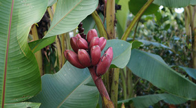 Kallee Finca3