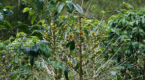 Kallee Finca5