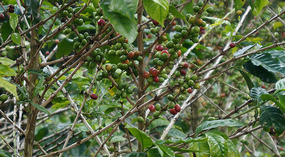 Kallee Finca6