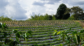 Kallee Finca9