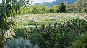 Kallee Finca2