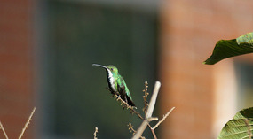 Kolibri