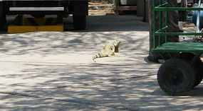 Strand10