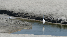Strand4