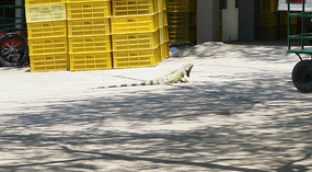 Strand8