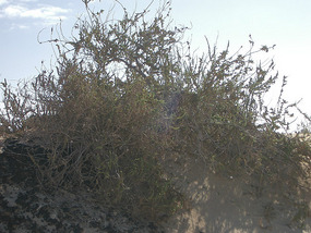 Dünen8