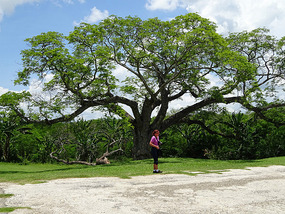 La Demajagua2