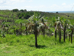 Mirador7