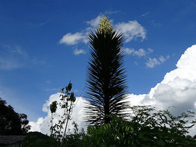 Topes de Collantes9