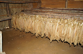 Tabakplantage2