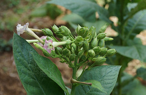 Tabakplantage3