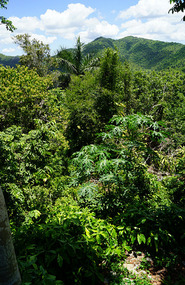 Mirador3