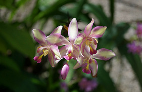 Orchideengarten1